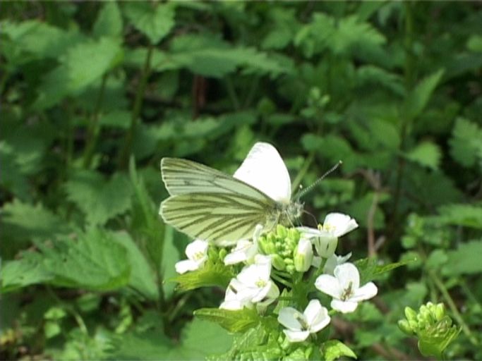 Grünader-Weißling ( Pieris napae ), Männchen, Flügelunterseite : Am Niederrhein, Biotop, 27.04.2004